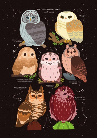 Owls of North America Paperback Notebook