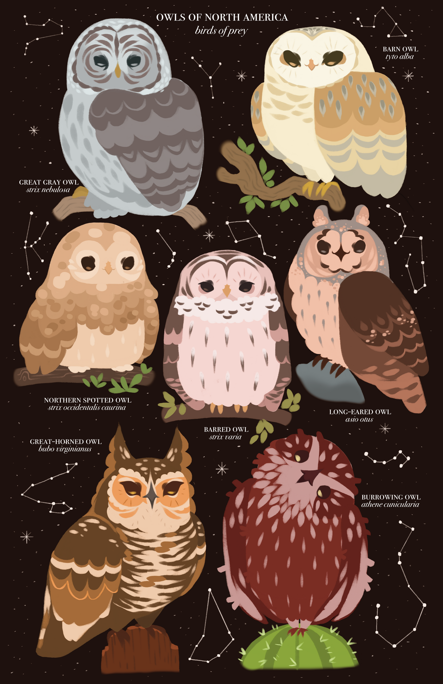 Owls of North America Poster Print